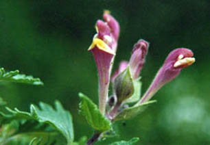 Scutellaria orientalis